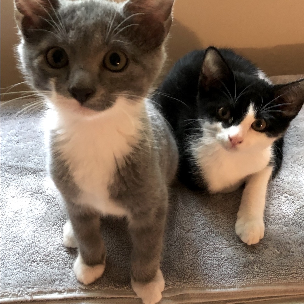 My fur babies